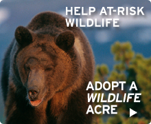 Help at-risk wildlife by adopting a wildlife acre!